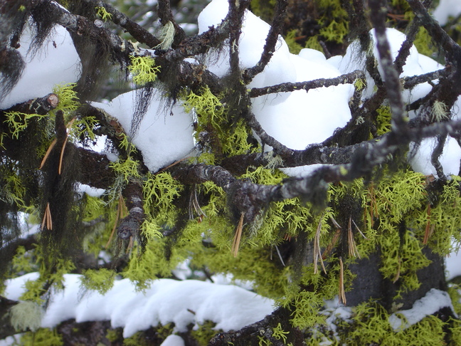 lichen 2